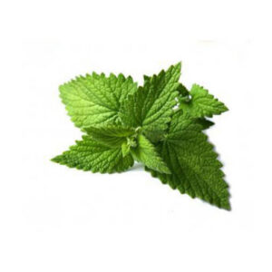 Spearmint