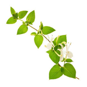 Honeysuckle