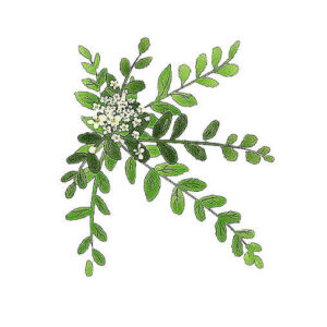 Frankincense Essential Oil