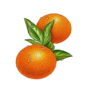 Orange Essential Oil