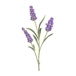 Lavender Essential Oil