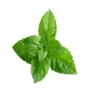 Peppermint Essential Oil