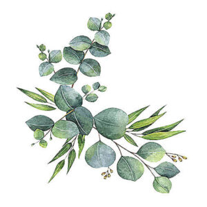 Eucalyptus Essential Oil
