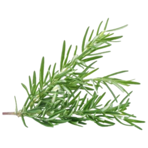 Rosemary Essential Oil