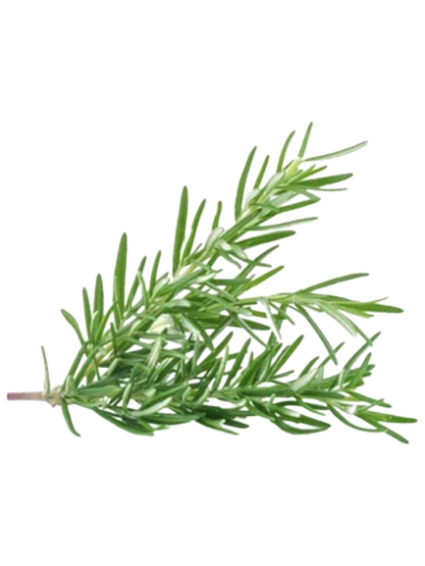 Rosemary Essential Oil