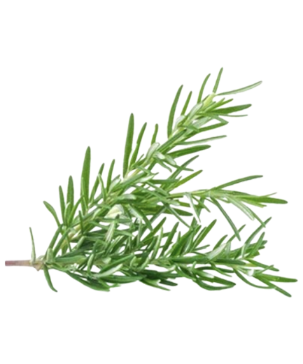 Rosemary Essential Oil