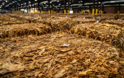 Is Pipe Tobacco Different from Cigarette Tobacco?