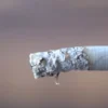 Empty cigarette tubes used for hand-rolling tobacco